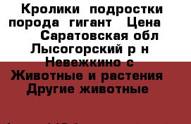 Кролики -подростки,порода -гигант › Цена ­ 300 - Саратовская обл., Лысогорский р-н, Невежкино с. Животные и растения » Другие животные   